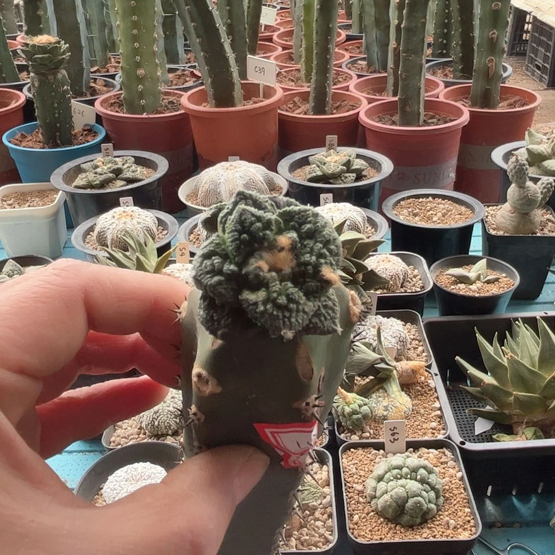 111哥斯拉新年快乐mm