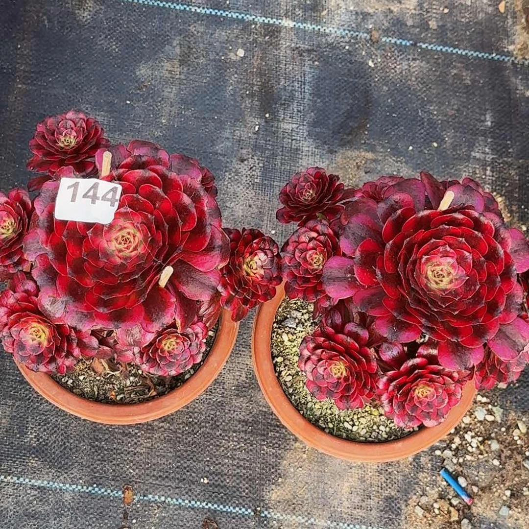 小*144两颗嫩桩多肉植物