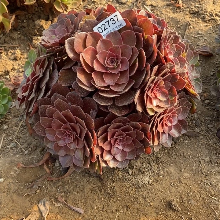 02737花月夜多肉植物