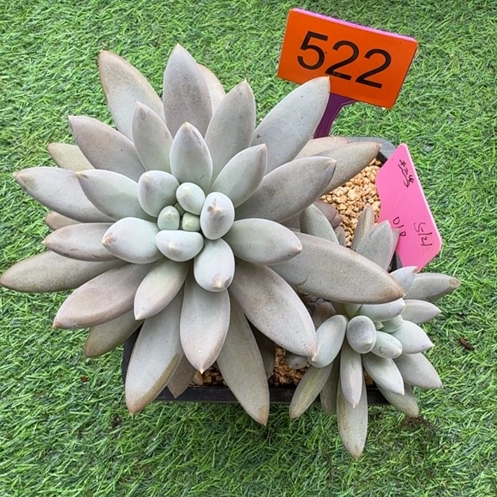 哥特一物一拍522.
