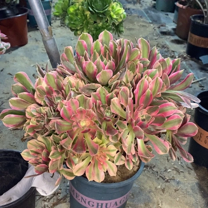 女神多肉植物46。