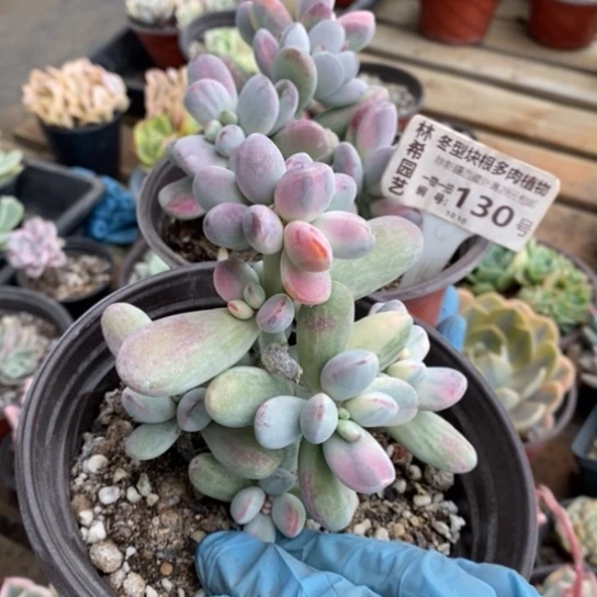 130一一一一一一一