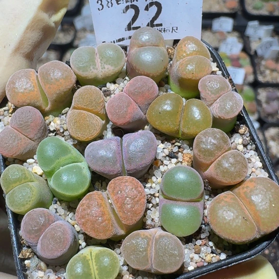 zzzz精品生石花22