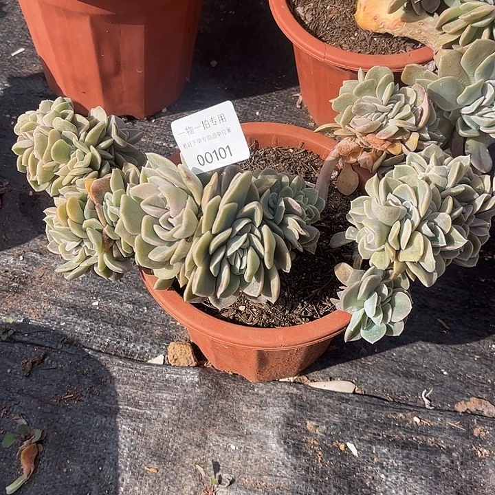 芊***花哈利沃森缀化，一物一拍