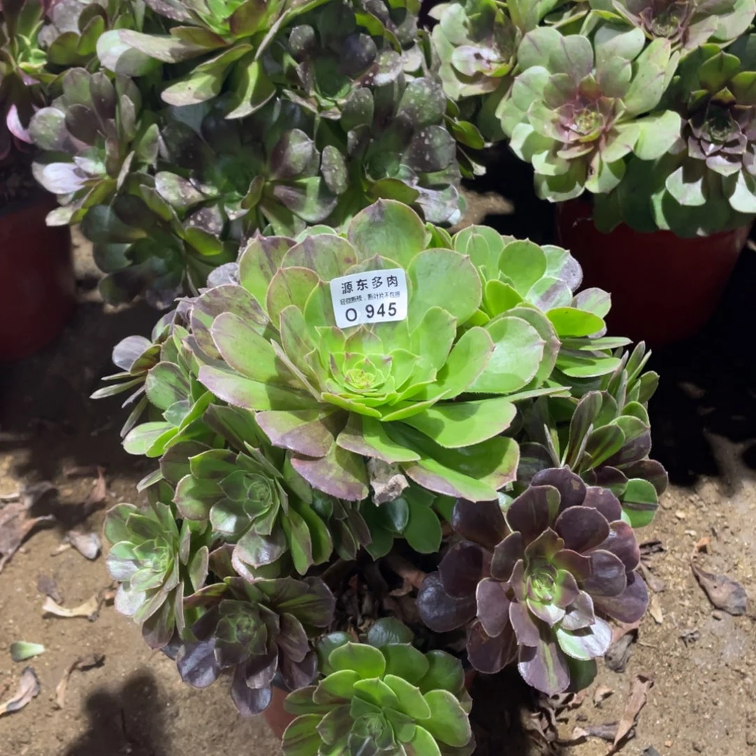 945花月夜多肉法师断枝不包