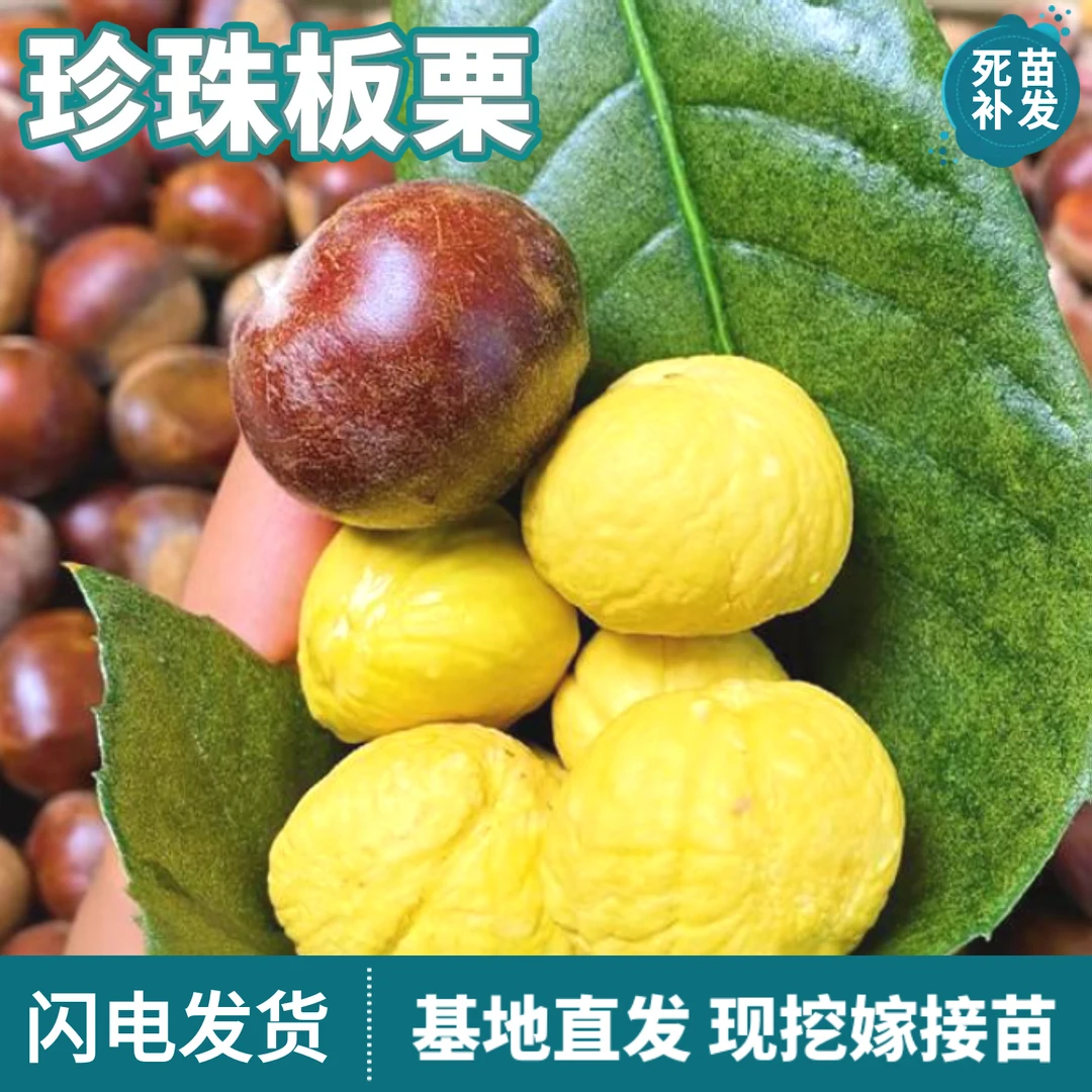 珍珠板栗苗树南北方盆栽嫁接地栽种植薄壳粉糯香甜活树苗当年结果