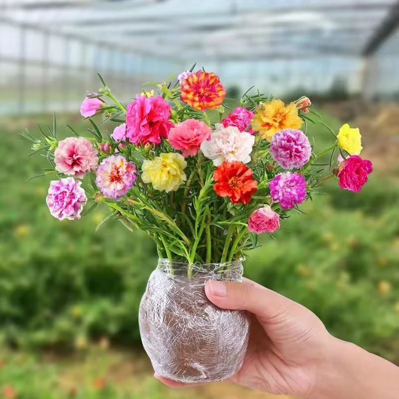 进口重瓣太阳花苗混色四季开花植物阳台外院好养花卉鲜花带花苞