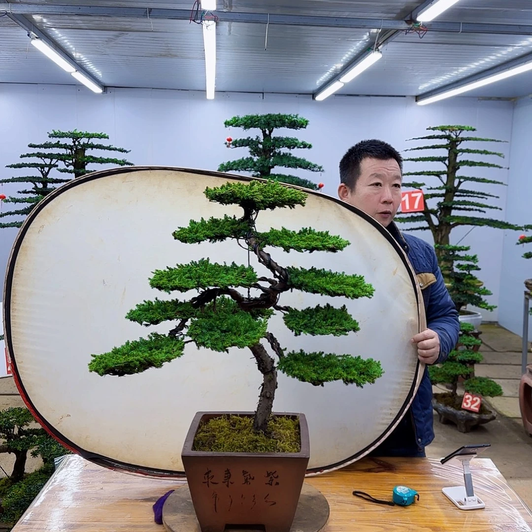 无花朵盆景直播间