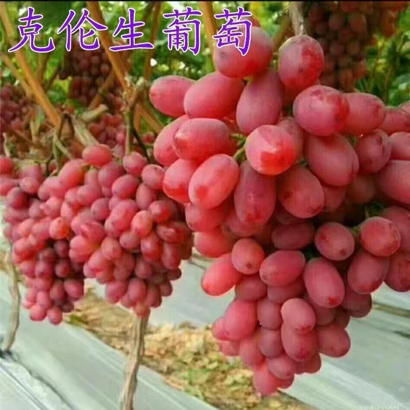 克伦生葡萄树苗无籽葡萄苗南北方庭院种植葡萄苗地栽盆栽当年结果