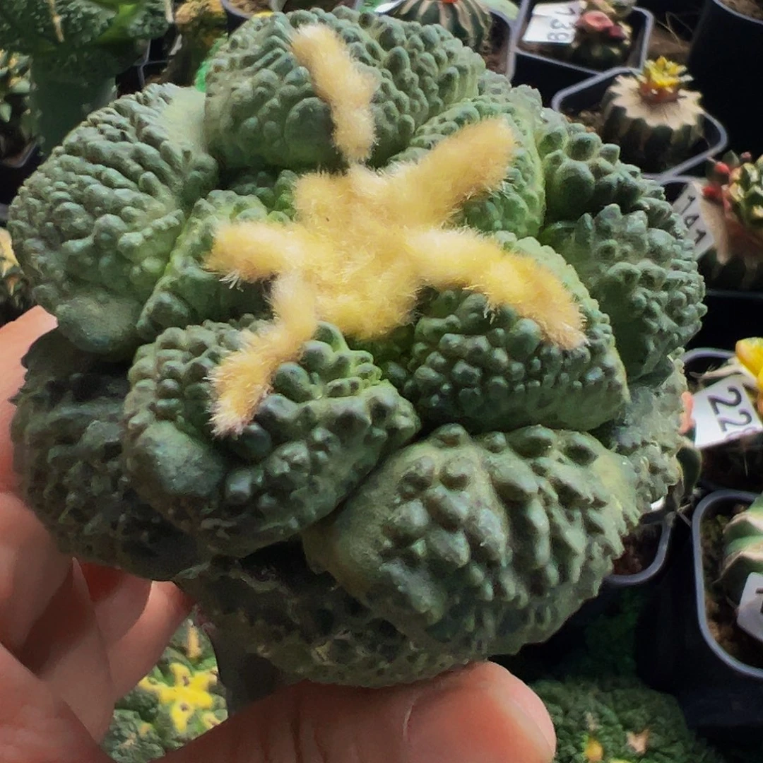 无花朵福利龟甲牡丹100