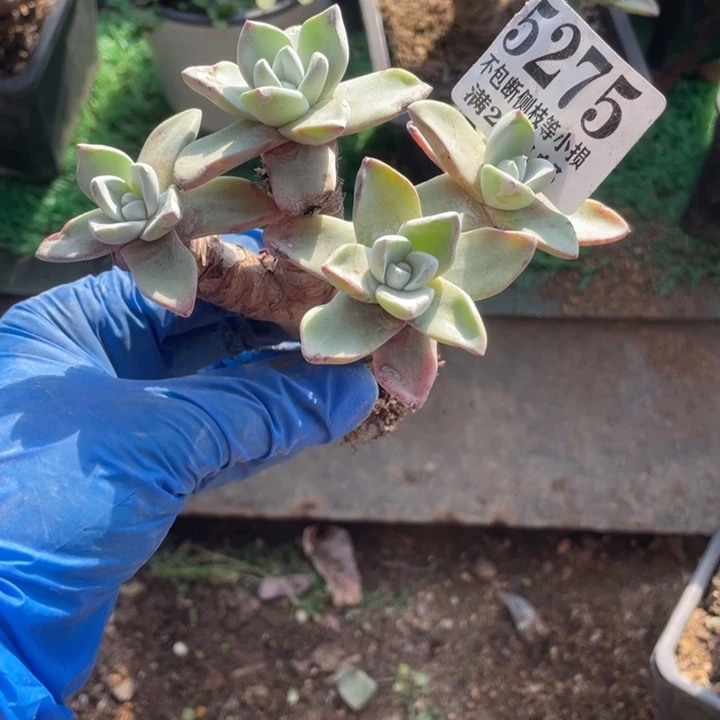 275号泡芙多肉植物