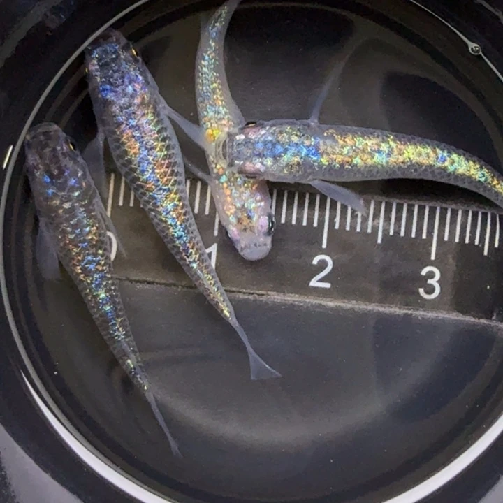 青鳉鱼58号海王星