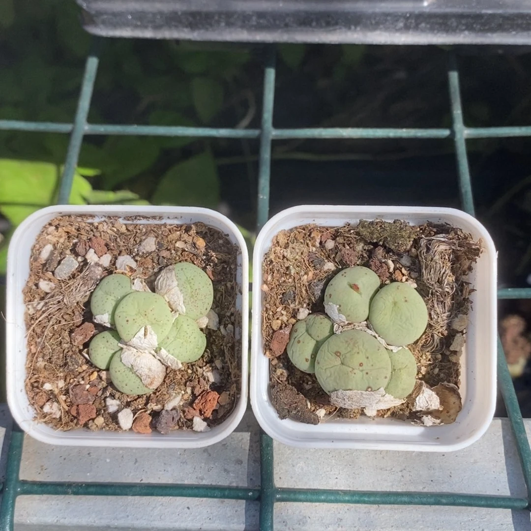 不知名一颗量拍多肉满20元包邮满26送一颗