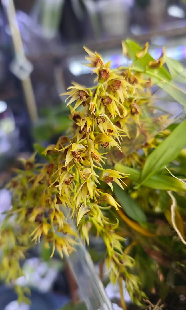 珍虫石斛盆栽清香好活石斛兰铁皮石斛石斛兰盆栽兰花盆栽基地直销