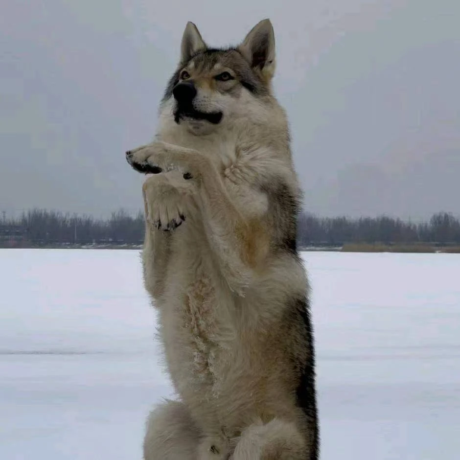 山西工作犬（捷克狼犬）