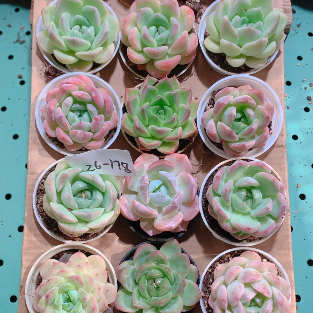 26-178一物一拍带盆18颗