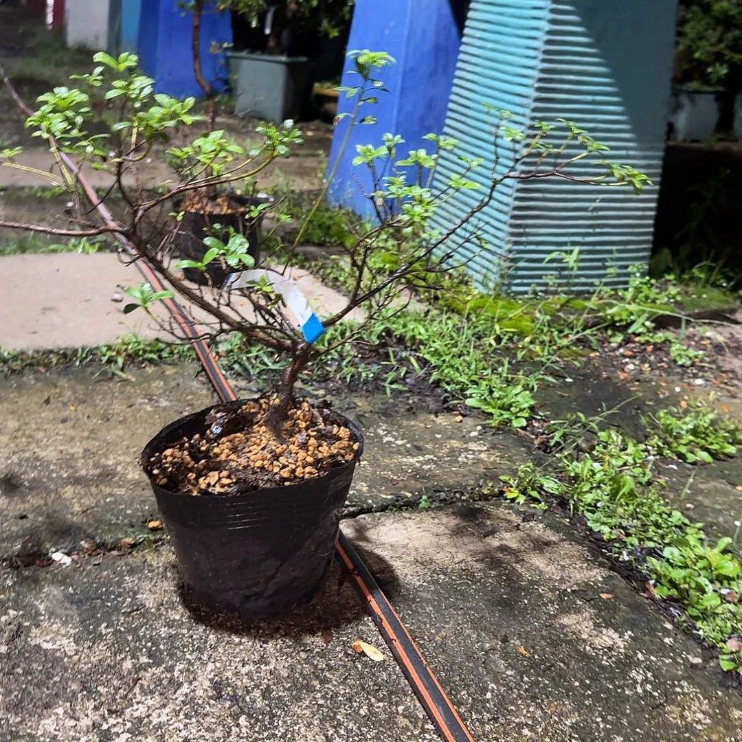 无花朵寿光有花朵