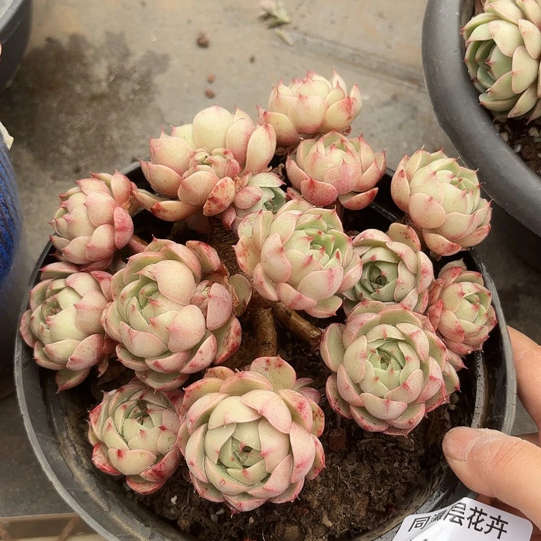 同温层多肉笨吧177