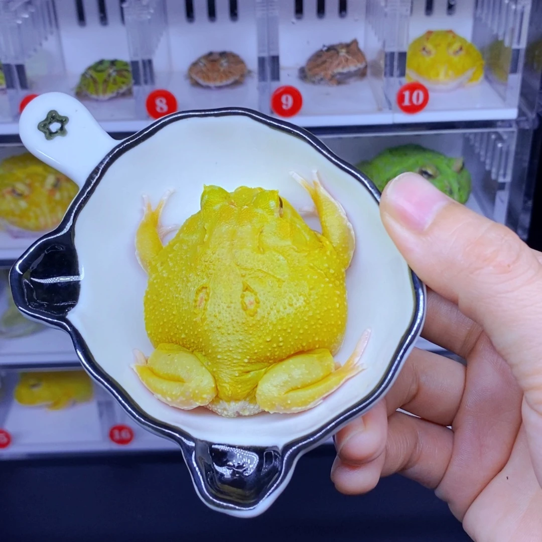 角蛙6-7厘米的超皮微瑕