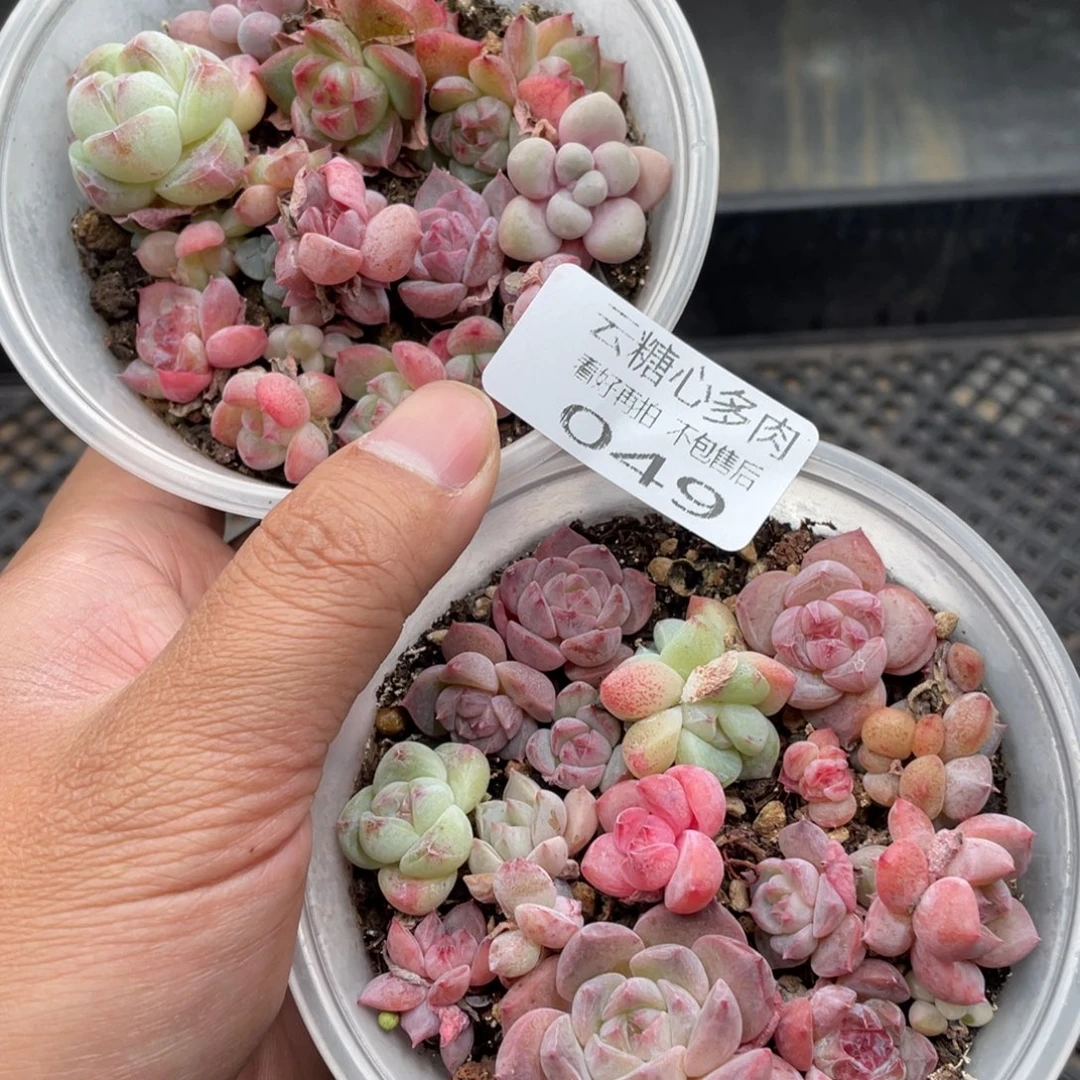 云糖心多肉植物49