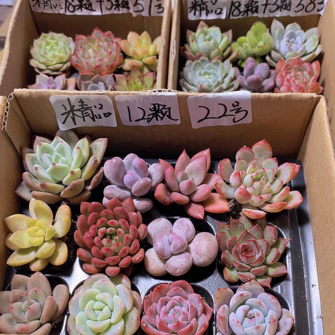 【闪购商品】【量拍】12颗-22