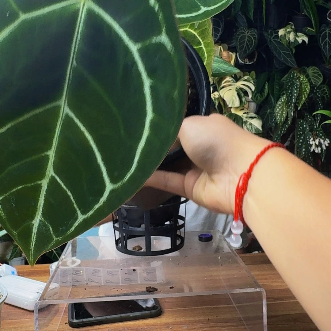 嘻***嘻无花朵一物一拍P96