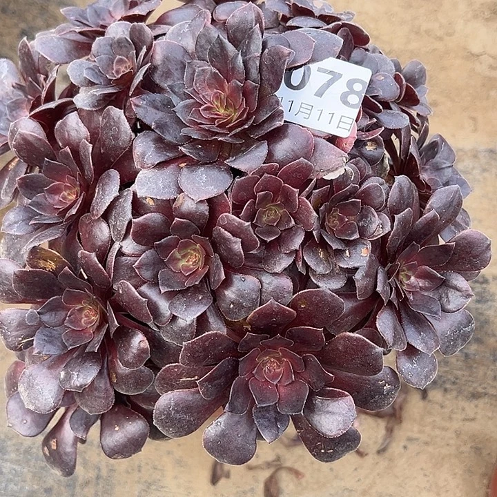 11.11-78哎啦多肉植物0