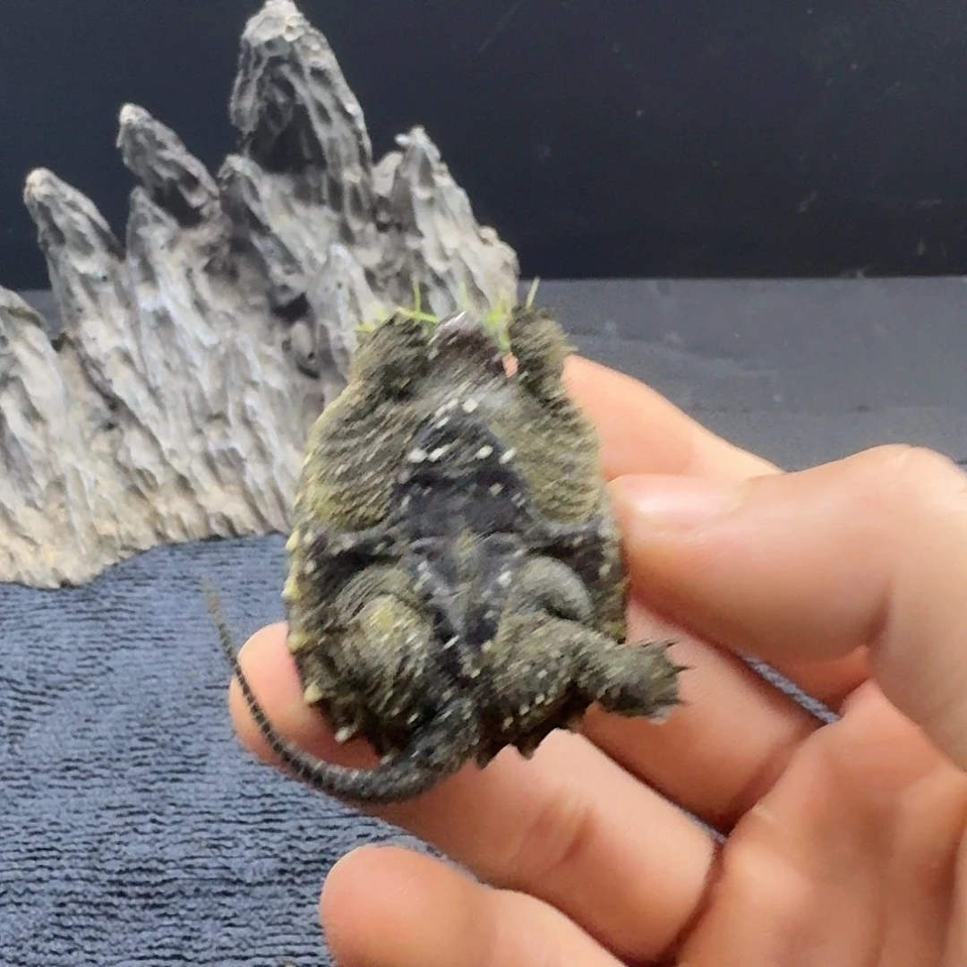 不分公母小鳄龟纯佛小黑佛