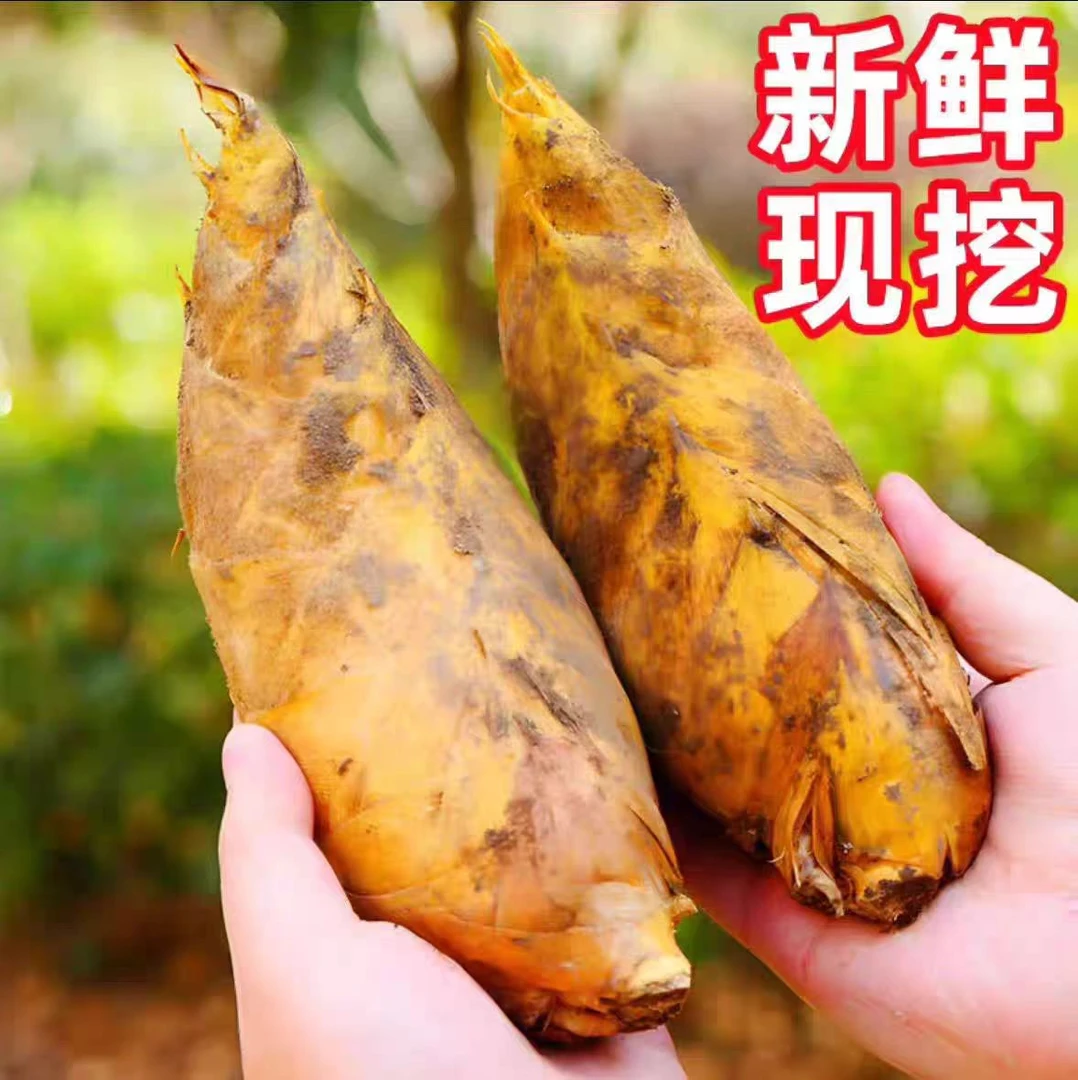广西桂林高山绿色无公害现挖现发新鲜冬笋当季冬笋