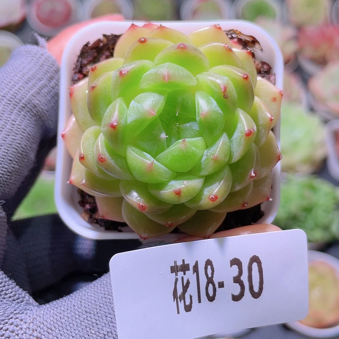 花利美18-30新品