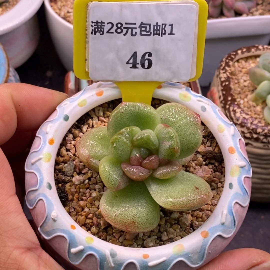 146冰玉石化糖心福利……