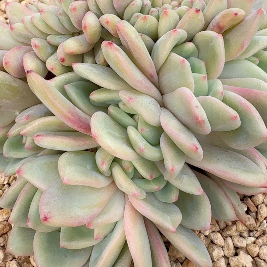 13.002爱丽儿缀化