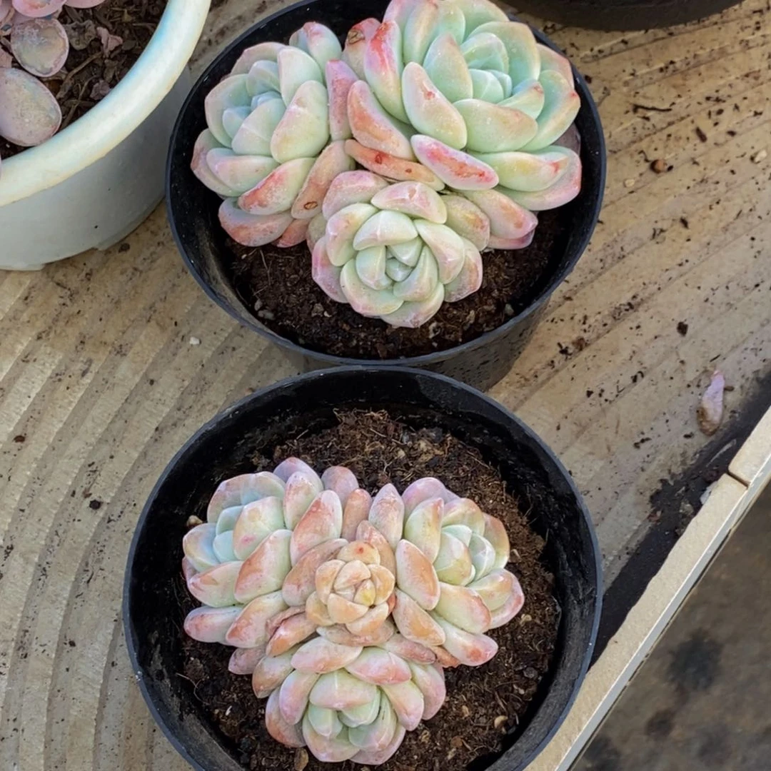 敏**J48包邮一物一拍多肉