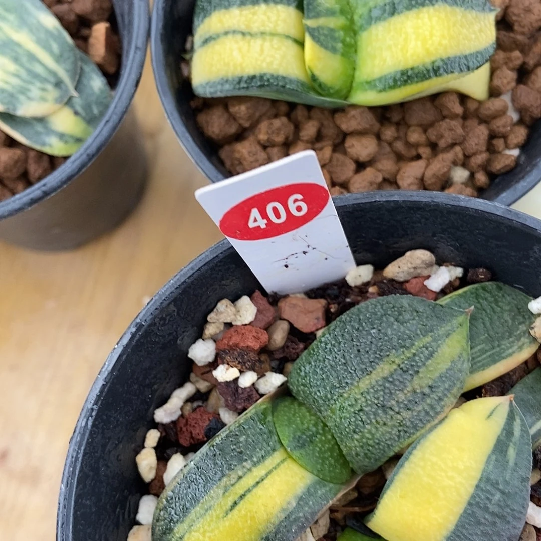 ****为4.6、237卧牛锦带盆发货