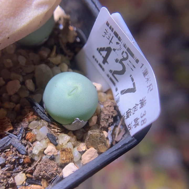 精品生生花29.427