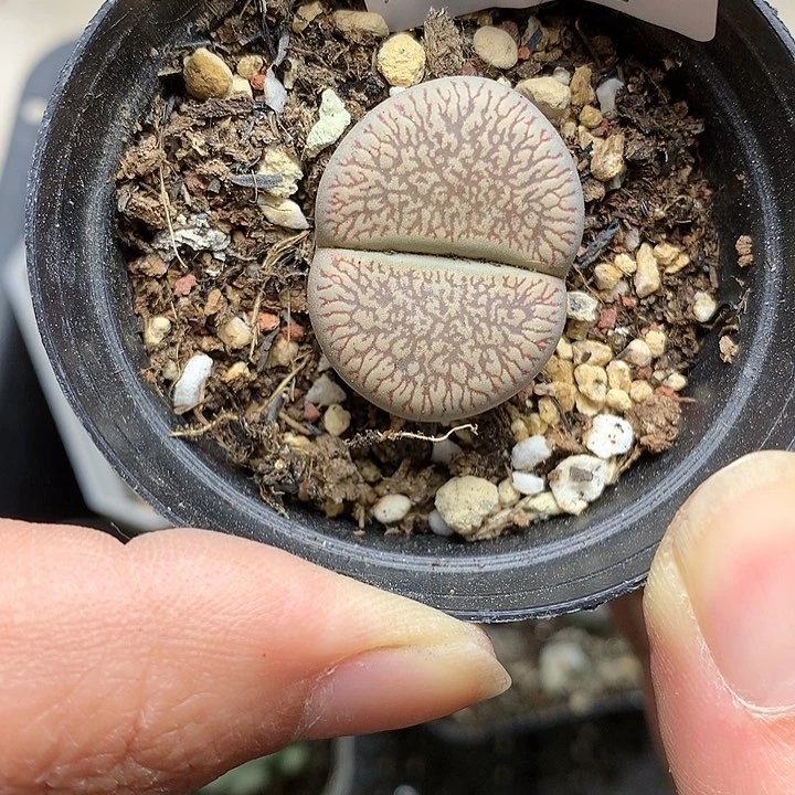 B92多肉植物保护研究所
