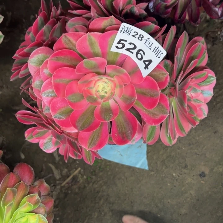 5264女巫多肉植物