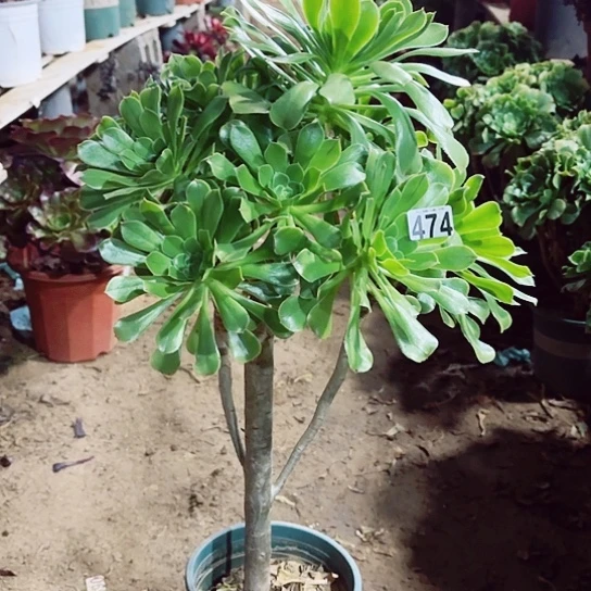 474绿法老桩法师