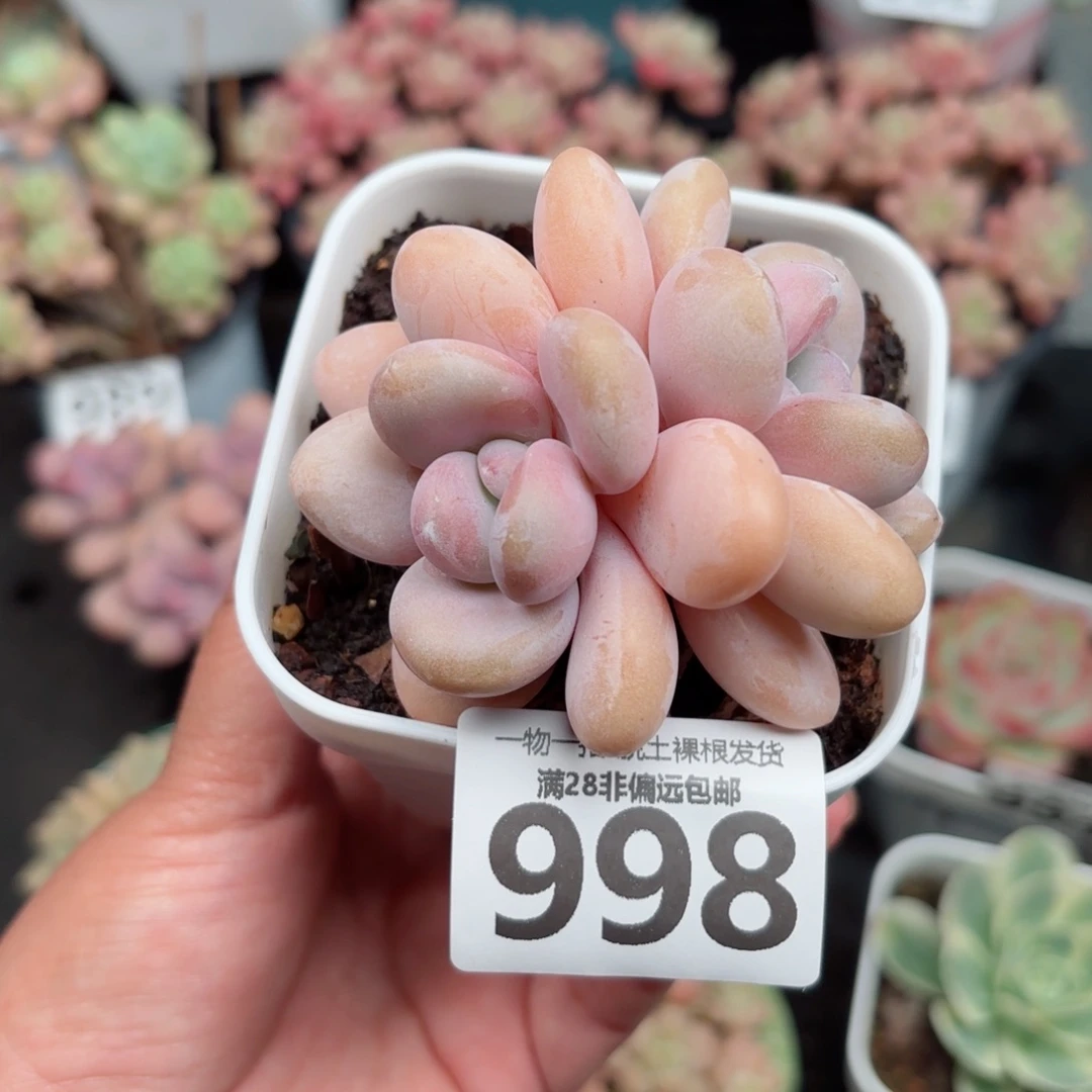 粉兔双头无盆土发货