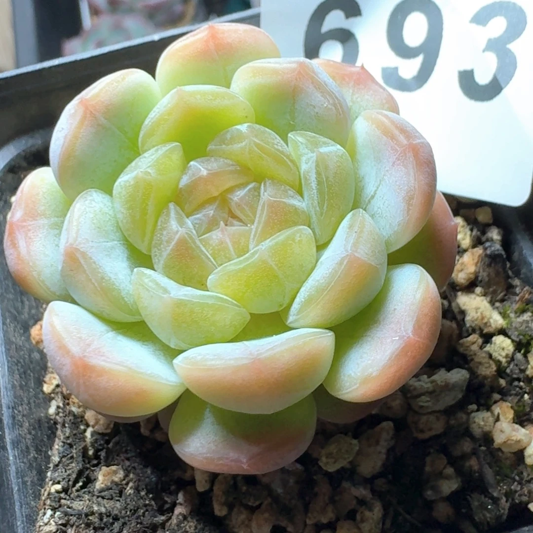 开播福利拍够包邮发货