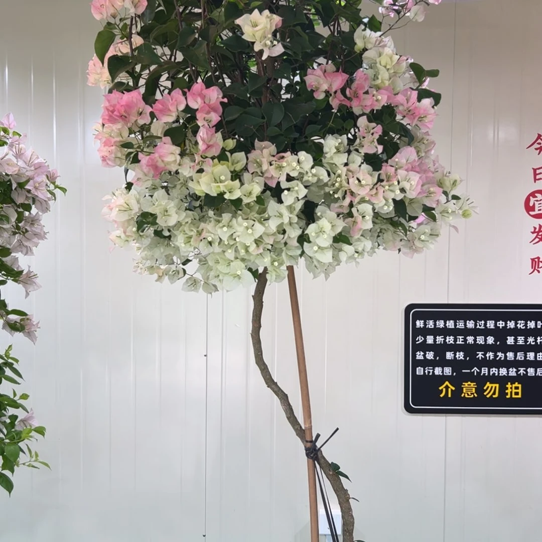 大量花朵（建议范围：8朵-15朵 或40%以上）