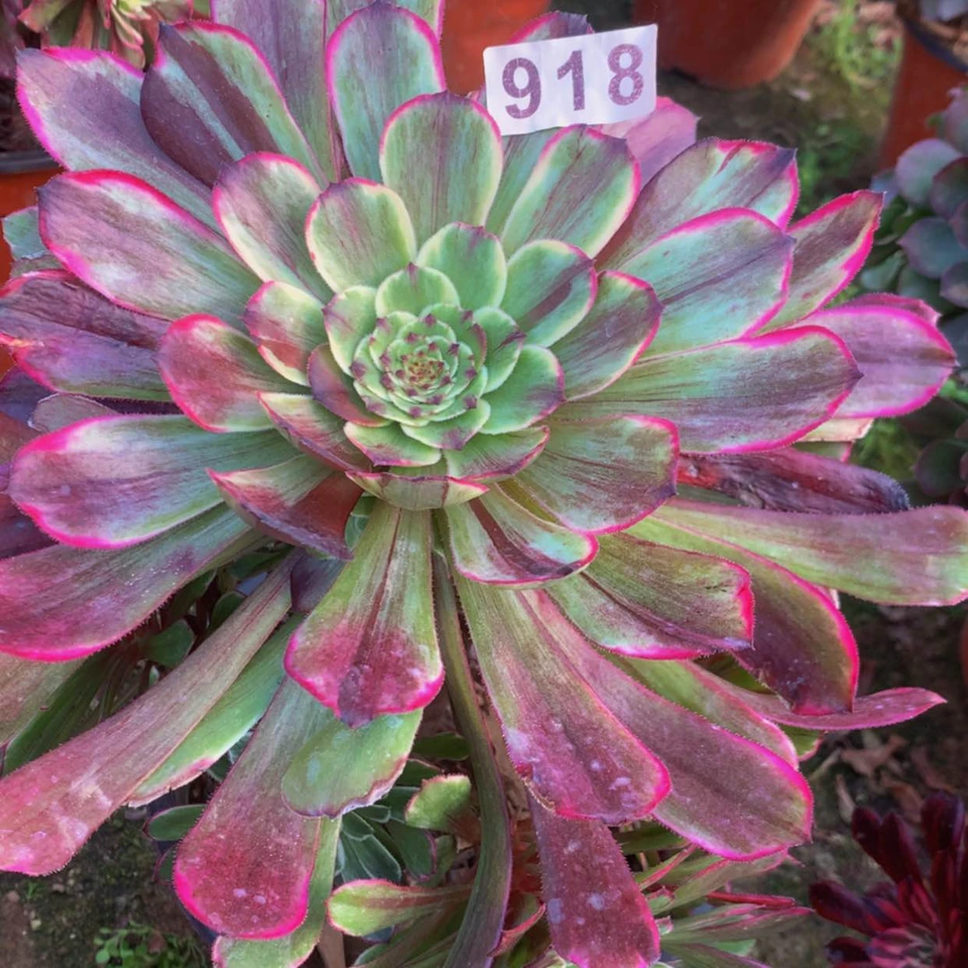 【闪购商品】918水墨多肉