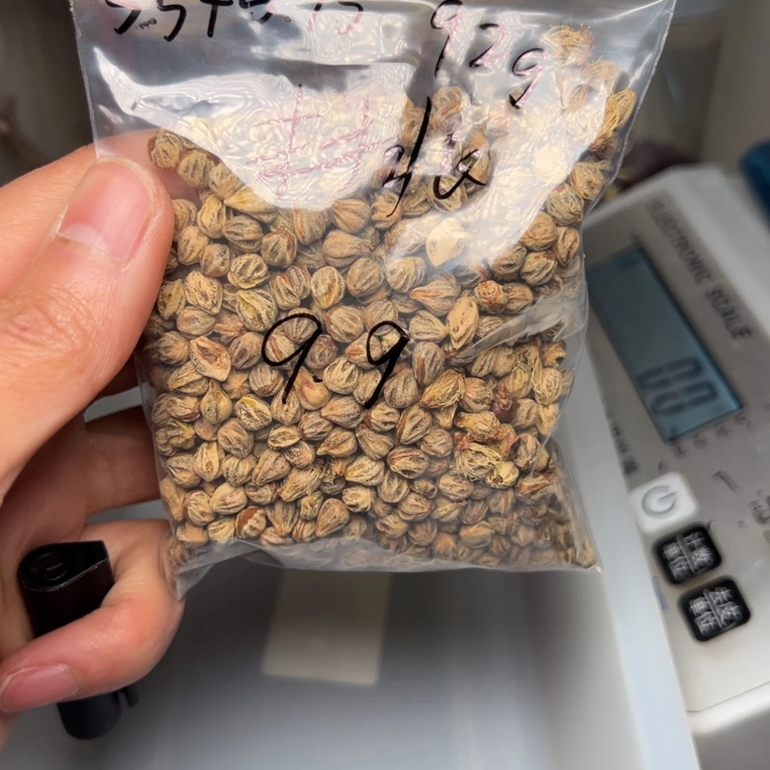 吊坠柏香籽/百香籽