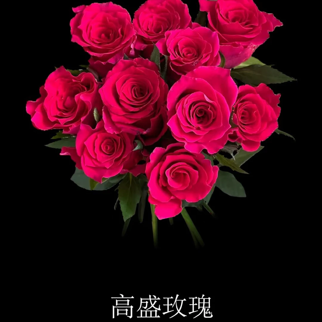 高盛玫瑰单头（10枝）