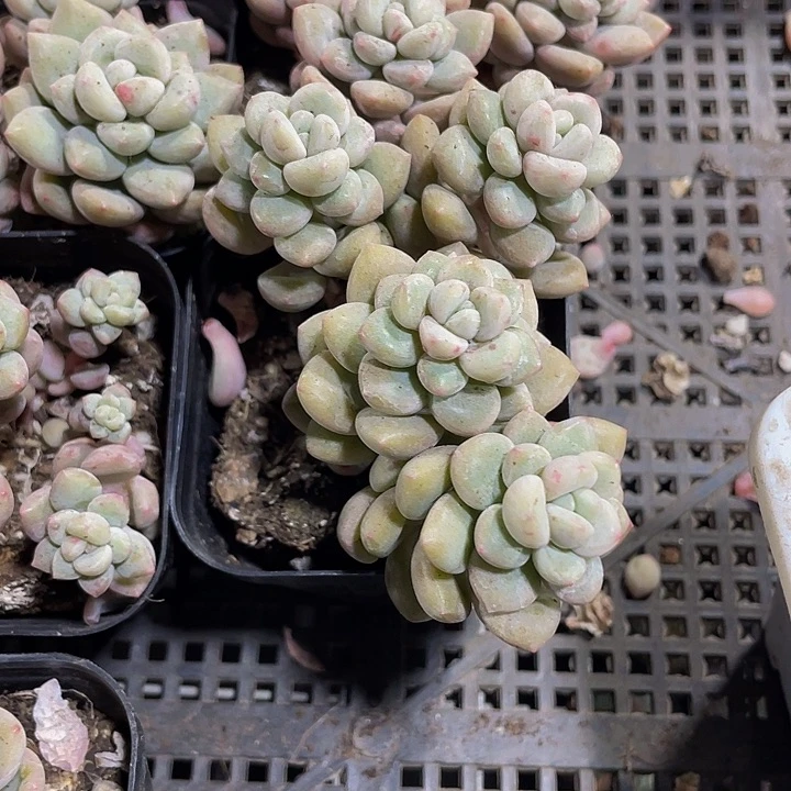 6.5方泡泡糖群带盆