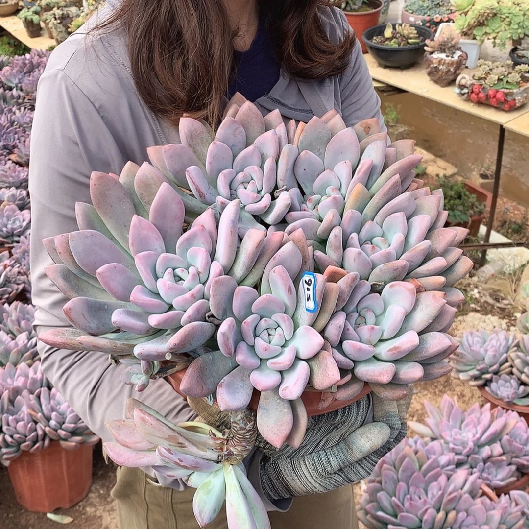 516 奥普  一物一拍多肉