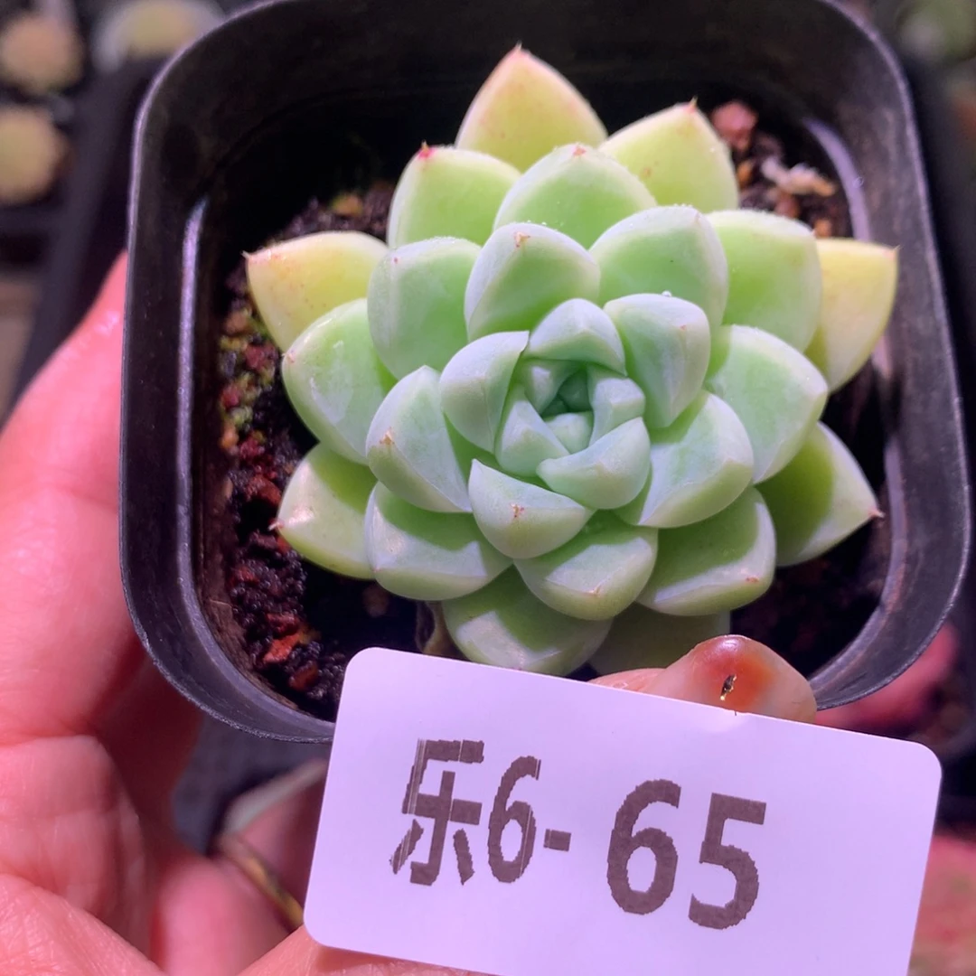 乐然 6-65 厚叶月影