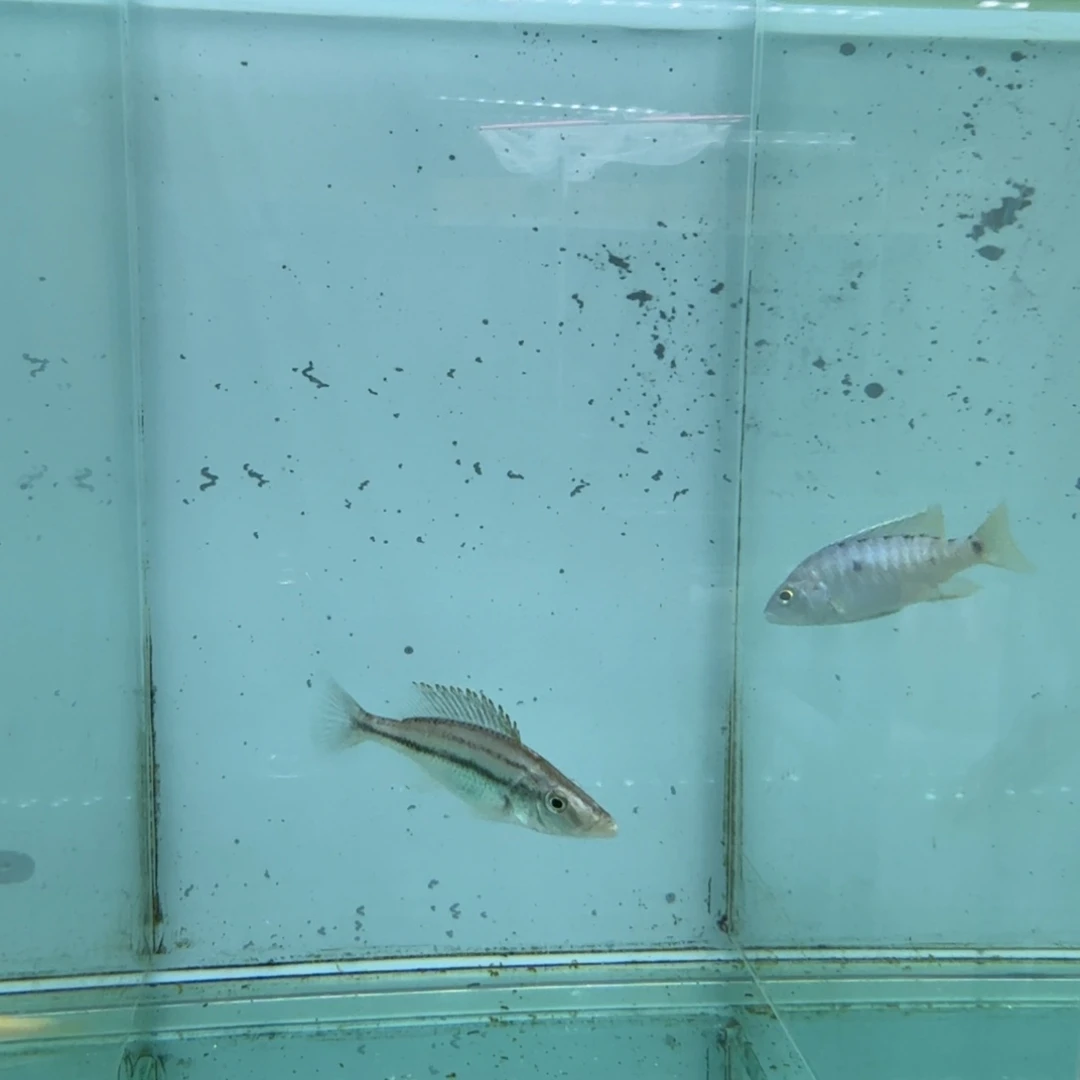 慈鲷蓝马面1070。