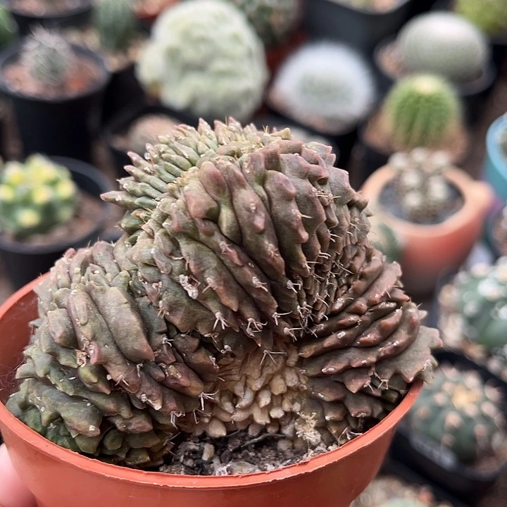 仙人球一物一拍自根7