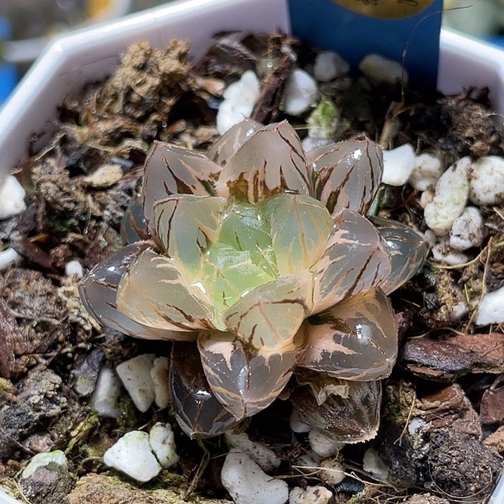 687完美水晶实生锦福利